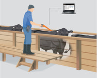 Weighing and EID Solutions - What is it all about?