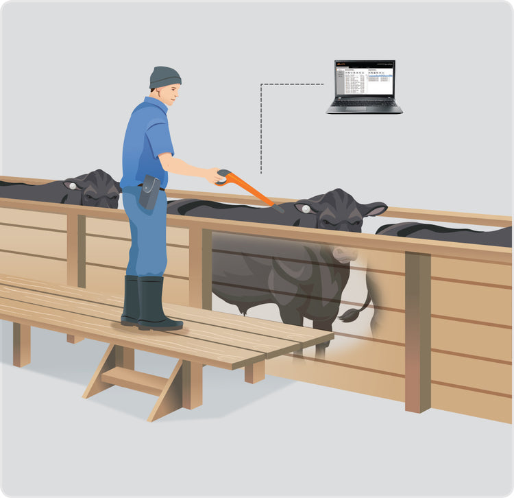 Weighing and EID Solutions - What is it all about?