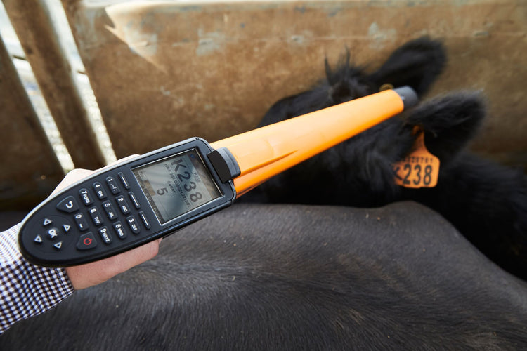 How to Ensure Mother & Calf Remain Connected in The Crush