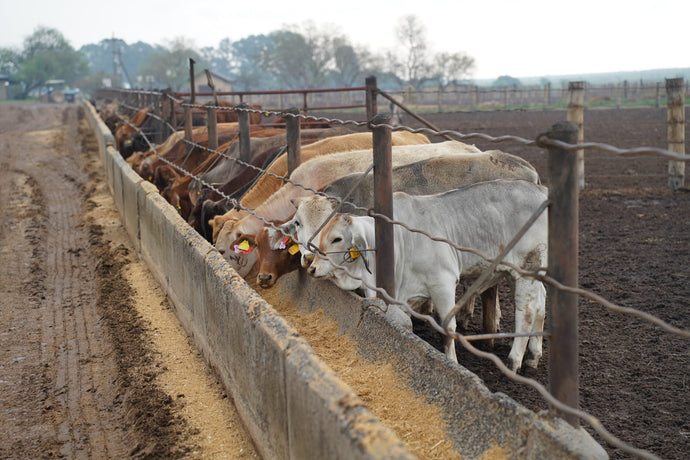 Driefontein’s digital systems: How Gallagher strengthens Breede Farming