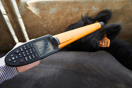 How to Ensure Mother & Calf Remain Connected in The Crush