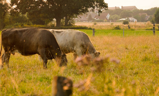 Grazing Methods: Which one is for you?