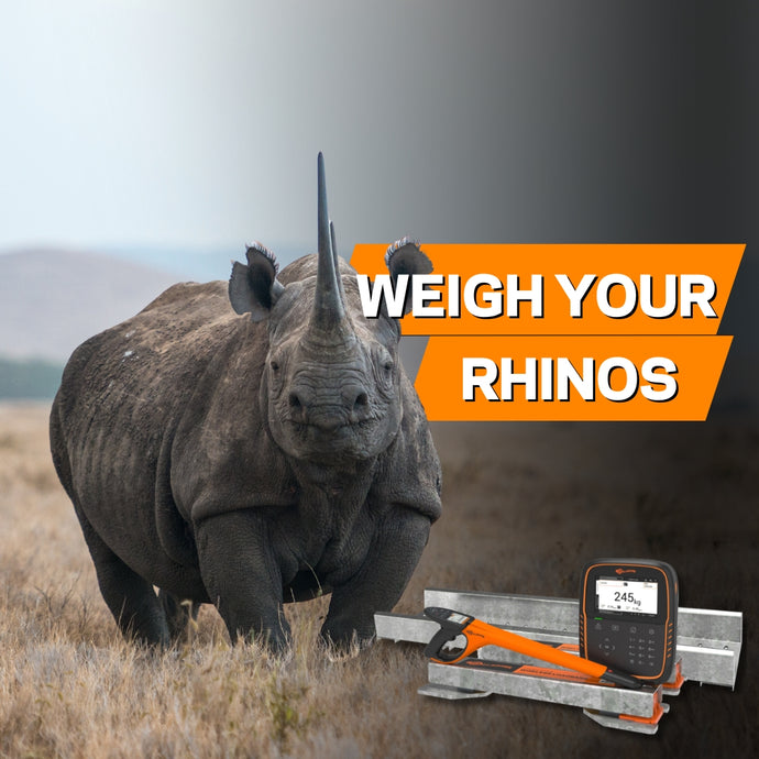 Keep Your Rhinos Healthy with Gallagher’s Weighing and Tracking Solutions