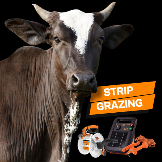 Easily Manage your Pastures with Strip Grazing