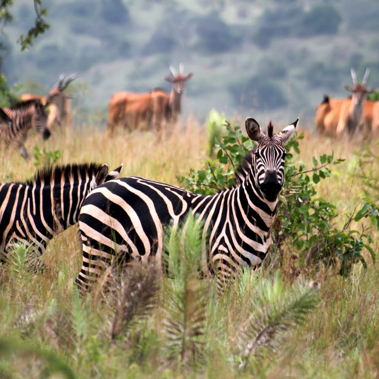 PUNGUZO KUBWA NA USAFIRI WA HARAKA